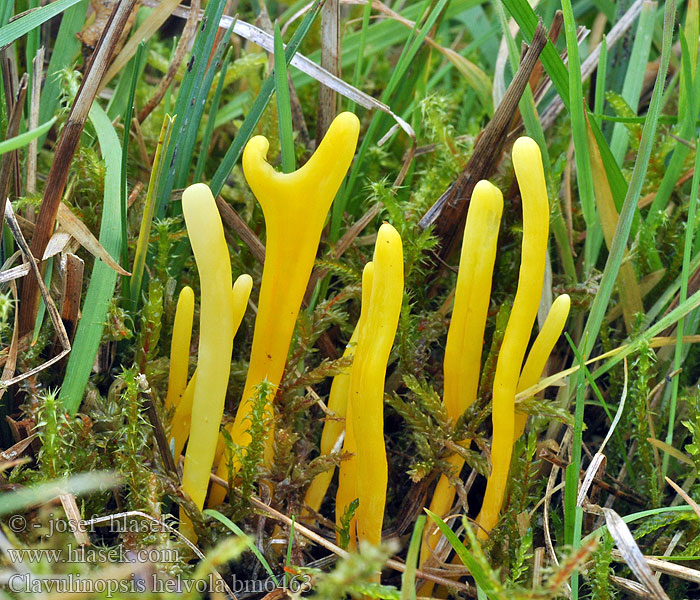 Yellow Club Goździeniowiec miodowy Rumena grivuša Livadska kijačica Clavaire jaunâtre Hagfingersvamp Orangegul køllesvamp Oranssinuijakas Gele knotszwam キソウメンタケ Goldgelbe Wiesenkeule Gul småkøllesopp Skjeggriske