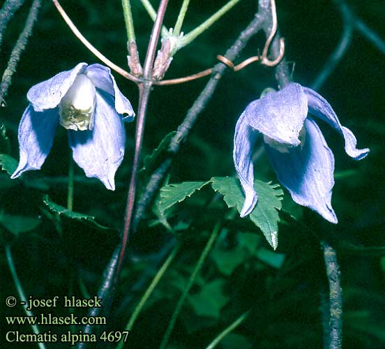 Clematis alpina Alpine Clematis Alpe-skovranke Alppikärhö