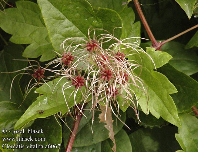 Clematis vitalba Old man's beard Traveller's Joy Gewöhnliche Waldrebe