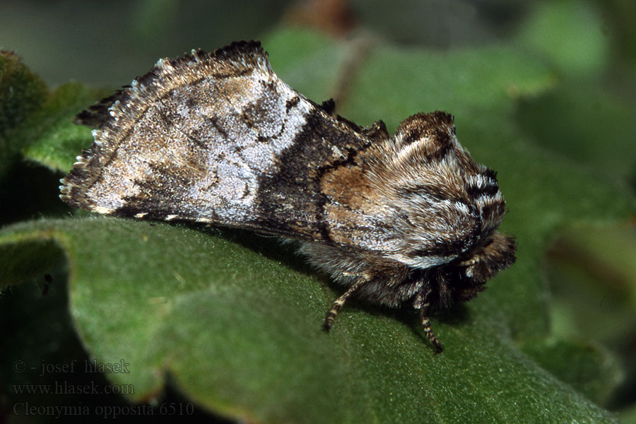 Cleonymia opposita