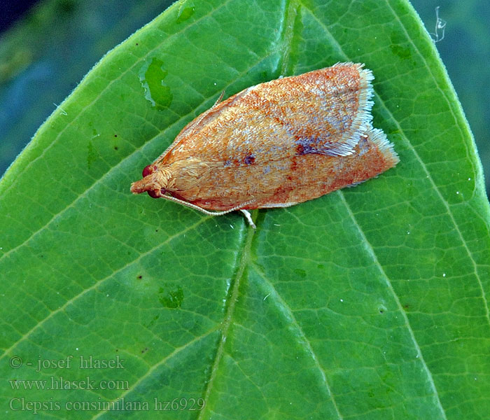 Clepsis consimilana Tortrix Obaľovač okrovočervený Tuinbladroller