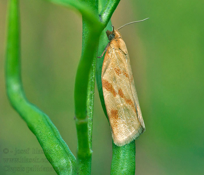 Clepsis pallidana Giraffemot Aranysárga sodrómoly