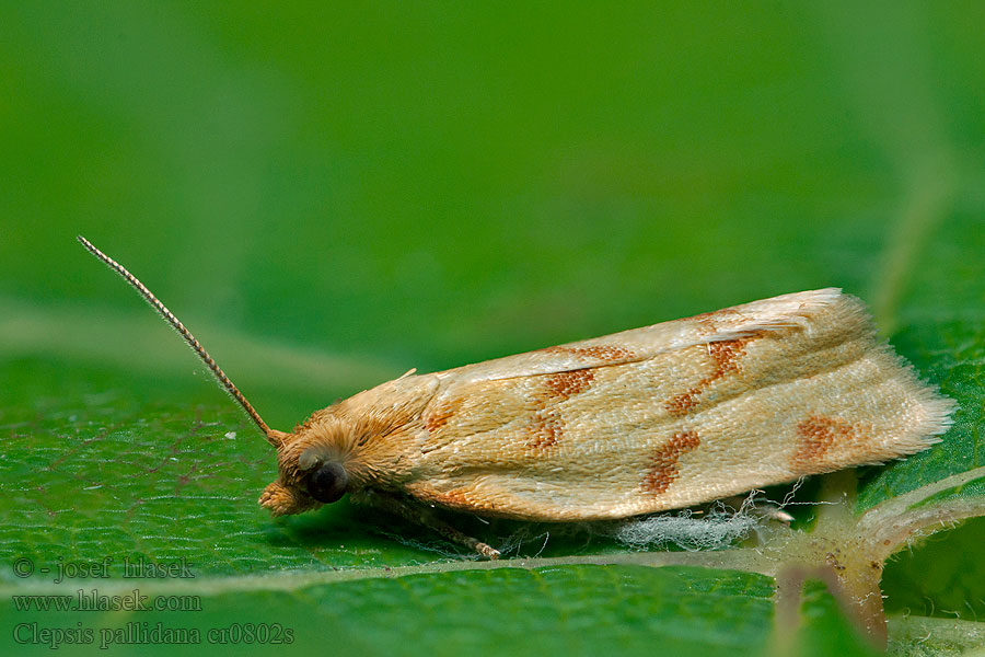 Obaleč pelyňkový Clepsis pallidana