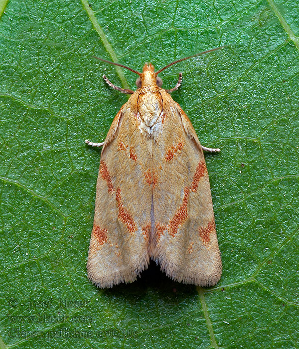 Clepsis pallidana