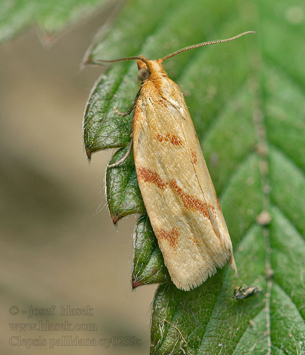 Clepsis pallidana