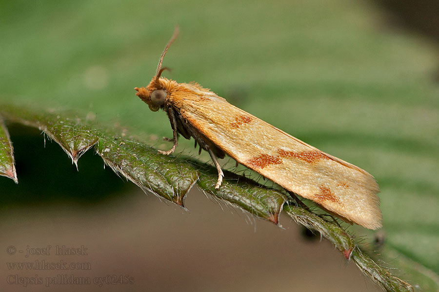 Sandfältsnedbandvecklare Clepsis pallidana