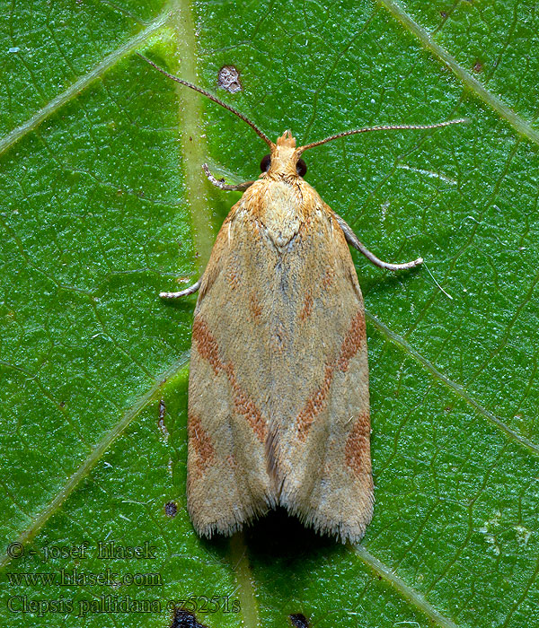 Obaľovač palinový Clepsis pallidana