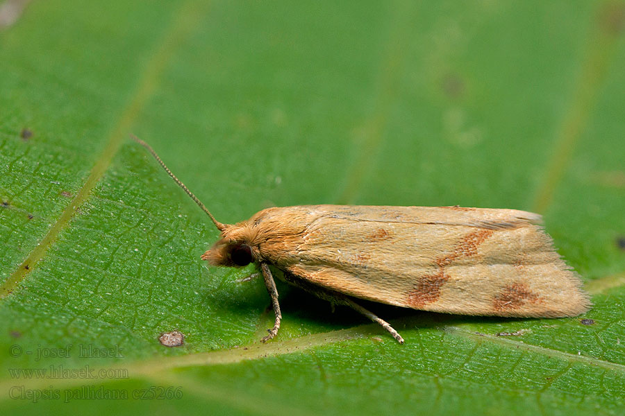 Obaleč pelyňkový Clepsis pallidana