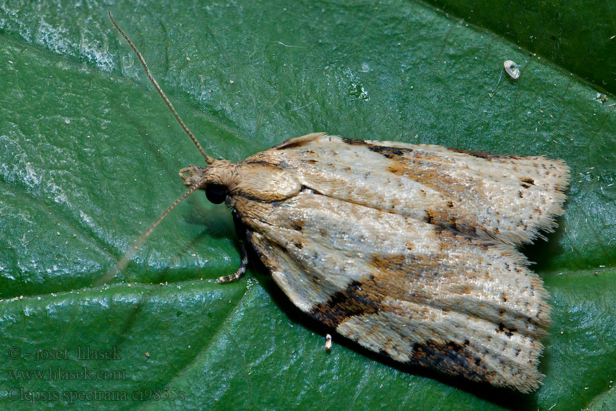 Geflammter Rebenwickler Clepsis spectrana