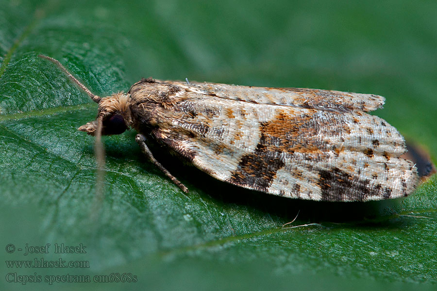 Cyclamen Tortrix  Clepsis spectrana