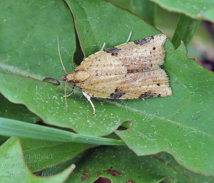 Clepsis spectrana Geflammter Rebenwickler Cyclamen Tortrix