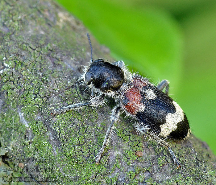 Clerus mutillarius