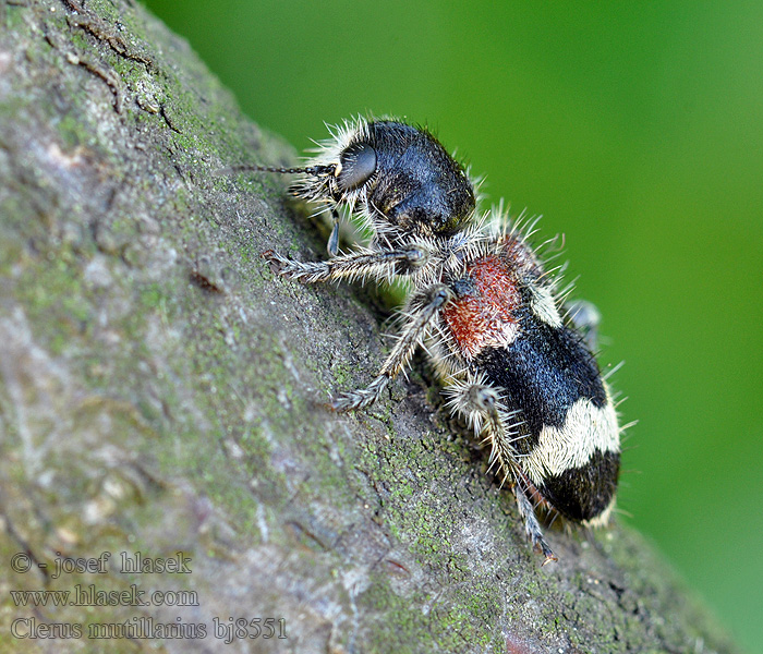 Clerus mutillarius