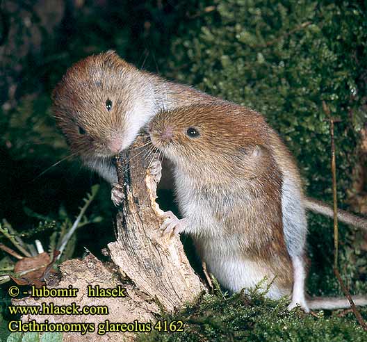 Clethrionomys glareolus Bank Vole Campagnol roussâtre Rötelmaus