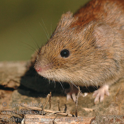 Clethrionomys glareolus Rötelmaus Topillo rojo Norník rudý