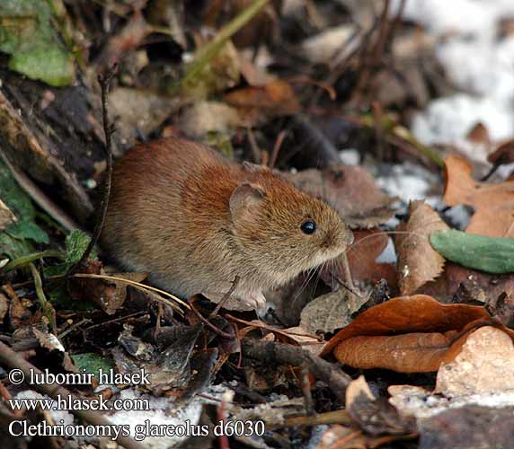 Clethrionomys glareolus d6030