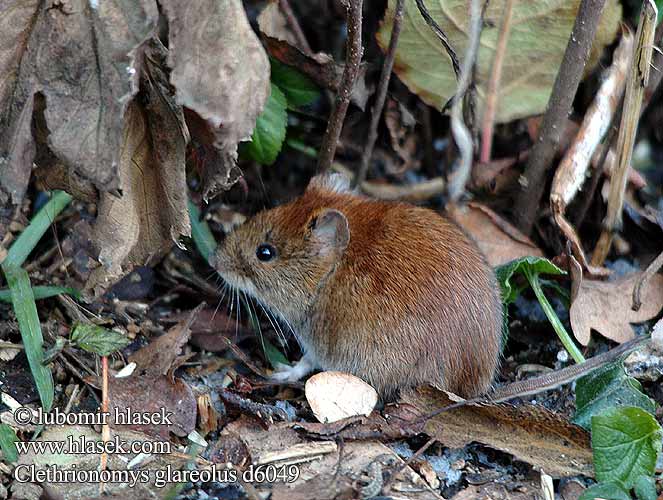 Clethrionomys glareolus Erotomys Erdei pocok Nornica ruda