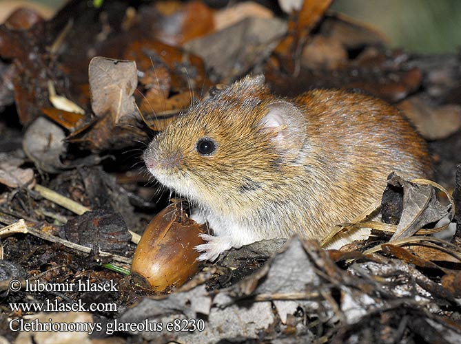 Clethrionomys glareolus e8230