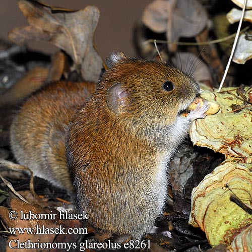 Clethrionomys glareolus Полёвка рыжая gozdna voluharica