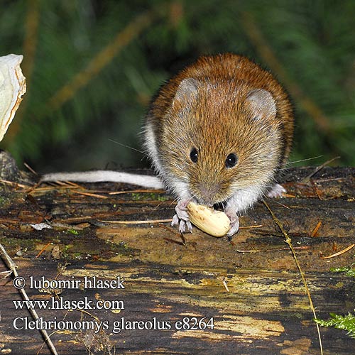 Clethrionomys glareolus Kızıl orman faresi oyucu ヤチネズミ Bank Vole