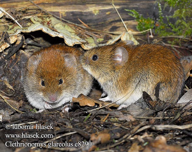 Clethrionomys glareolus （ヤチネズミ） Bank Vole Campagnol roussâtre