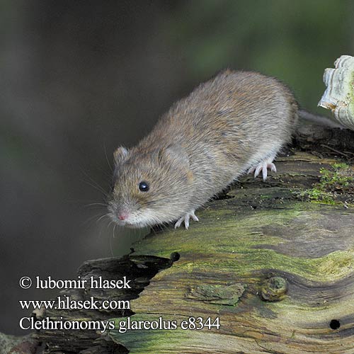 Clethrionomys glareolus Topillo rojo Norník rudý Hrdziak hôrny lesný