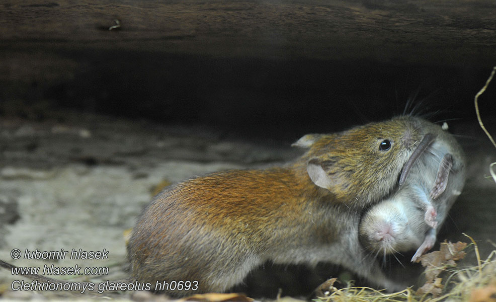 Clethrionomys glareolus Erotomys Bank Vole