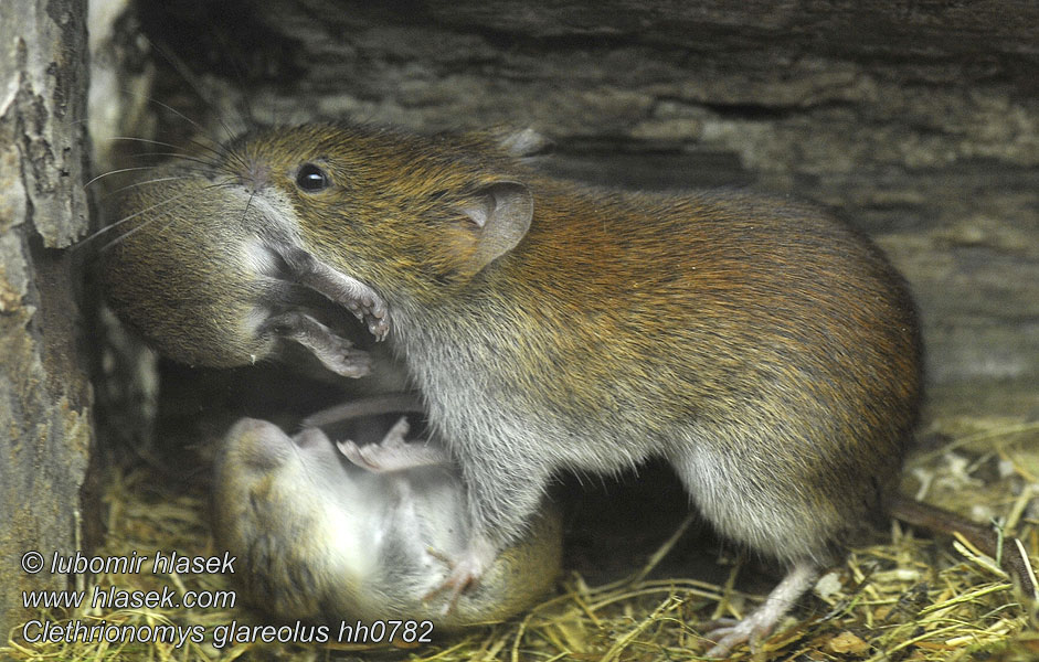 Clethrionomys glareolus Rötelmaus