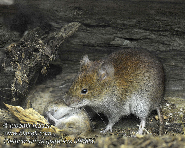 Clethrionomys glareolus Topillo rojo