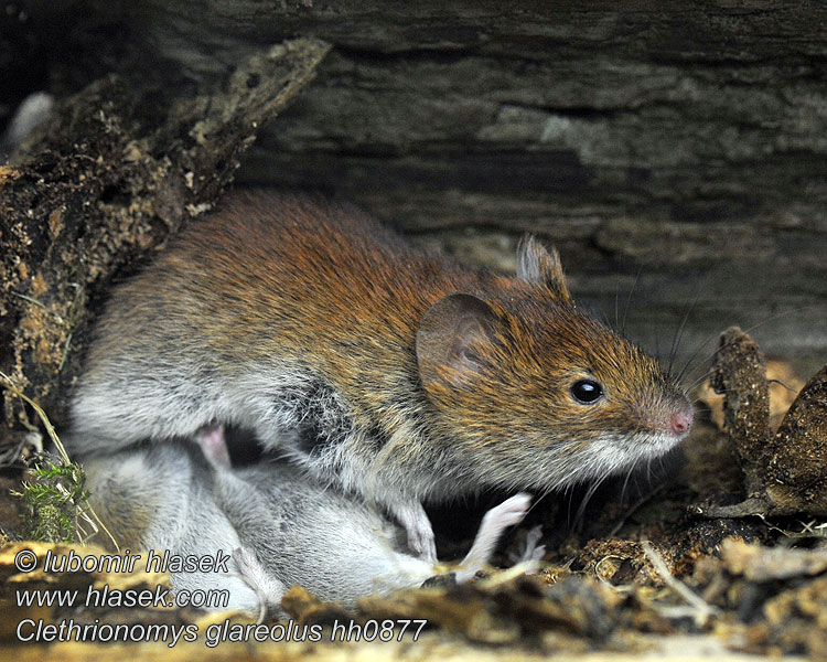 Clethrionomys glareolus Norník rudý