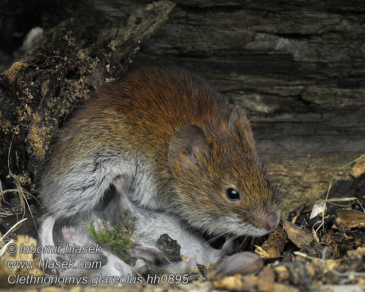 Clethrionomys glareolus Hrdziak hôrny lesný