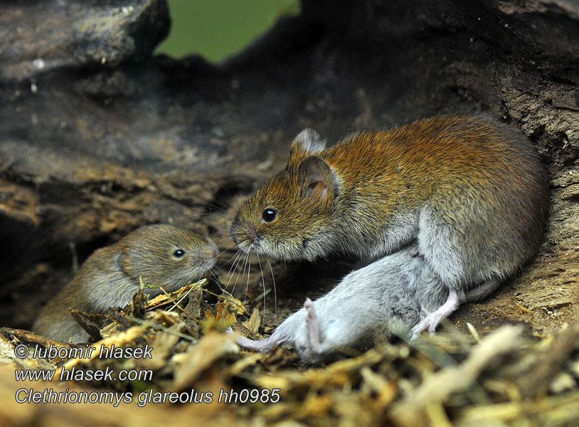 Clethrionomys glareolus Rosse Woelmuis