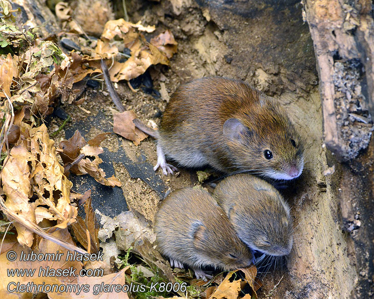 Clethrionomys glareolus Erdei pocok Nornica ruda