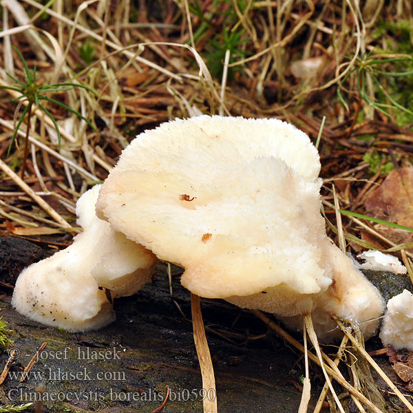 Climacocystis borealis Abortiporus Plstnateček severský Belák horský Nördlicher Schwammporling Gąbkowiec północny Børsteporesvamp Pohjankääpä Polypore boréal Noordelijke buisjeszwam Vasskjuke Északi likacsosgomba Климакоцистис северный Trådticka