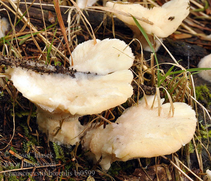 Børsteporesvamp Pohjankääpä Polypore boréal Noordelijke buisjeszwam Vasskjuke Északi likacsosgomba Климакоцистис северный Trådticka Climacocystis borealis Abortiporus Plstnateček severský Belák horský Nördlicher Schwammporling Gąbkowiec północny