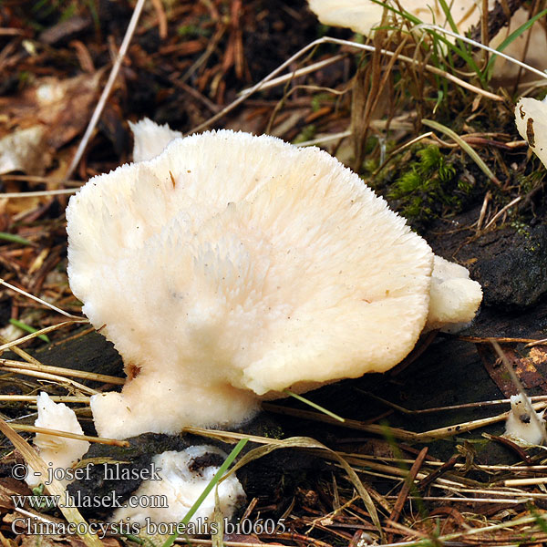 Noordelijke buisjeszwam Vasskjuke Északi likacsosgomba Климакоцистис северный Trådticka Climacocystis borealis Abortiporus Plstnateček severský Belák horský Nördlicher Schwammporling Gąbkowiec północny Børsteporesvamp Pohjankääpä Polypore boréal