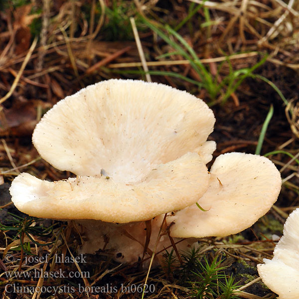 Nördlicher Schwammporling Gąbkowiec północny Børsteporesvamp Pohjankääpä Polypore boréal Noordelijke buisjeszwam Vasskjuke Északi likacsosgomba Климакоцистис северный Trådticka Climacocystis borealis Abortiporus Plstnateček severský Belák horský