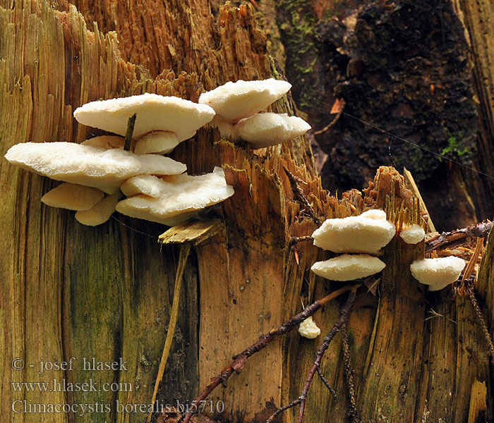 Børsteporesvamp Pohjankääpä Polypore boréal Noordelijke buisjeszwam Vasskjuke Északi likacsosgomba Климакоцистис северный Trådticka Climacocystis borealis Abortiporus Plstnateček severský Belák horský