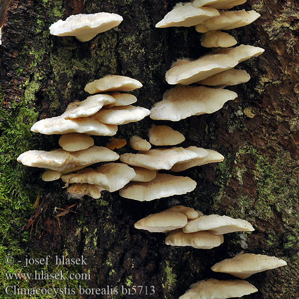 Noordelijke buisjeszwam Vasskjuke Északi likacsosgomba Климакоцистис северный Trådticka Climacocystis borealis Abortiporus Plstnateček severský Belák horský