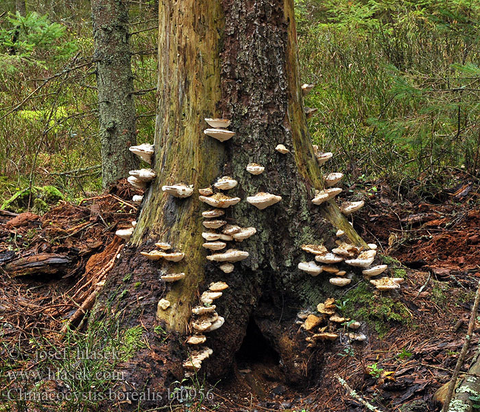 Climacocystis_borealis_bt0956