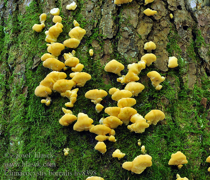 Climacocystis borealis Gąbkowiec północny