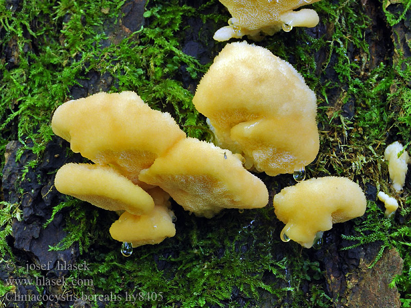 Climacocystis borealis Pohjankääpä