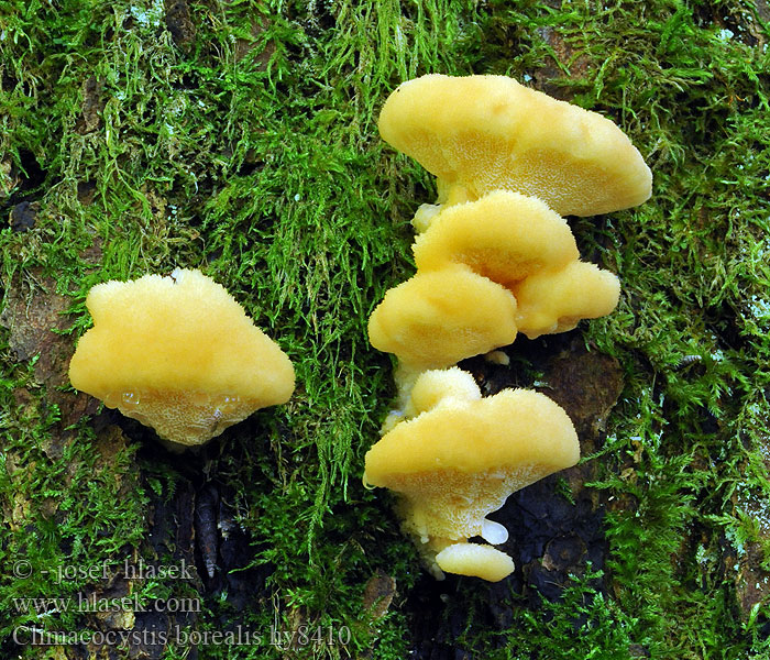 Climacocystis borealis Polypore boréal