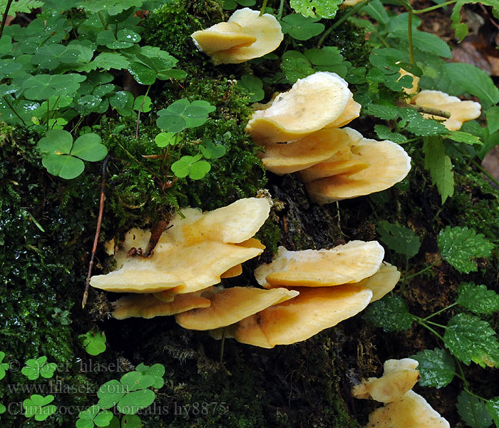 Climacocystis borealis Északi likacsosgomba