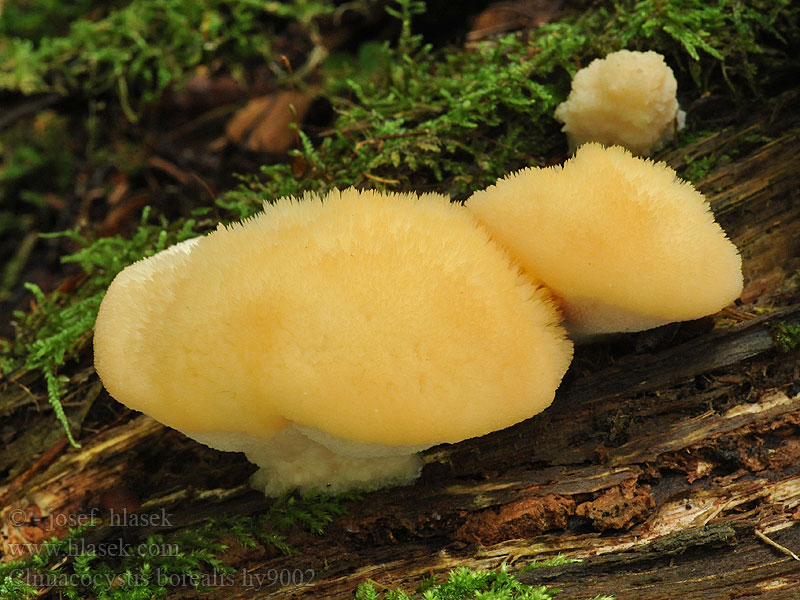 Plstnateček severský Climacocystis borealis