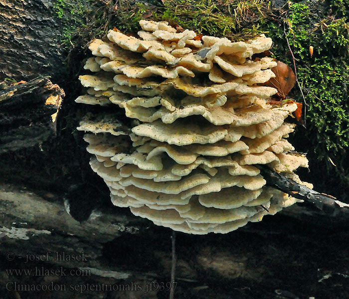 Stachelseitling Trappepiggsopp Zębniczek północny Climacodon septentrionalis