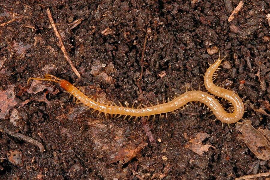 Clinopodes flavidus Zemivka žlutavá