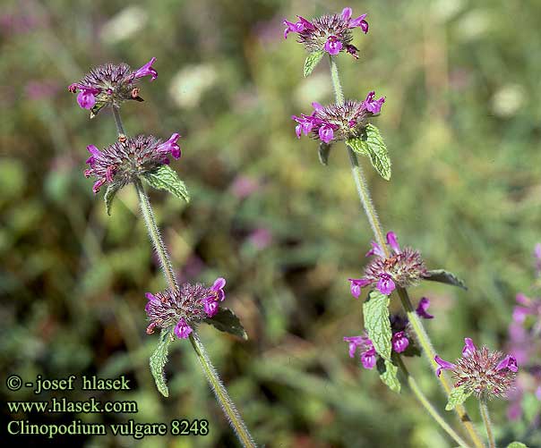 Clinopodium vulgare Wild basil Kransborste Kransmynte