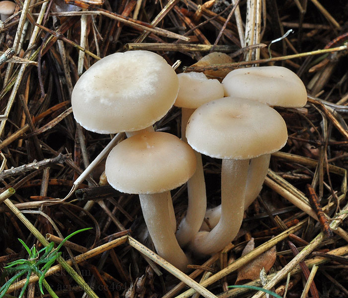 Clitocybe agrestis Strmělka úzkolupenná Wiesentrichterling