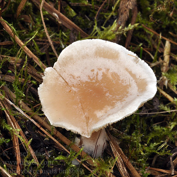 Clitocybe cerussata bm8659